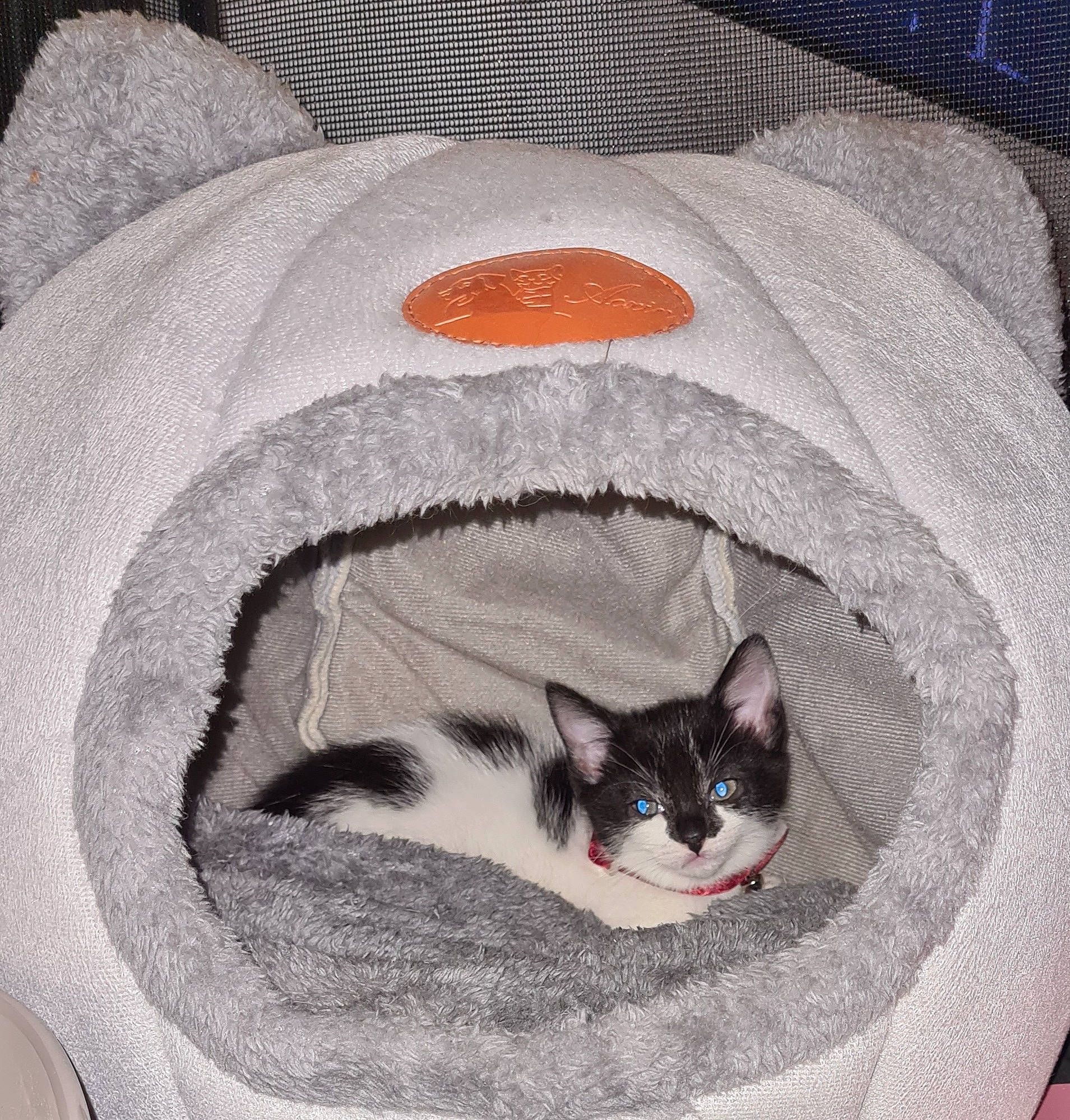 Misty joined the competition — help win amazing prizes! bedding, carnivore, cat, cat_bed, cat_supply, comfort, domestic_short_haired_cat, felidae, fur, grey, linens, mammal, pattern, pet_supply, small_to_medium_sized_cats, tail, textile, vertebrate, whiskers, wood