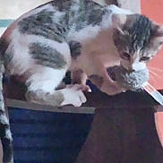 Princess joined the competition — help win amazing prizes! carnivore, cat, cat_supply, claw, comfort, domestic_short_haired_cat, eye, felidae, fur, nap, paw, pet_supply, small_to_medium_sized_cats, snout, tail, terrestrial_animal, whiskers