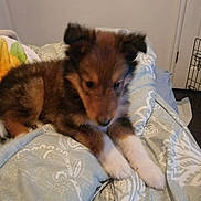 Ruger joined the competition — help win amazing prizes! dog, puppy, pet, brown_fur, white_paws, bed, blanket, bedding, indoor, cute, furry, paws, face, portrait, resting, domestic, sleepy, cozy, crate, door