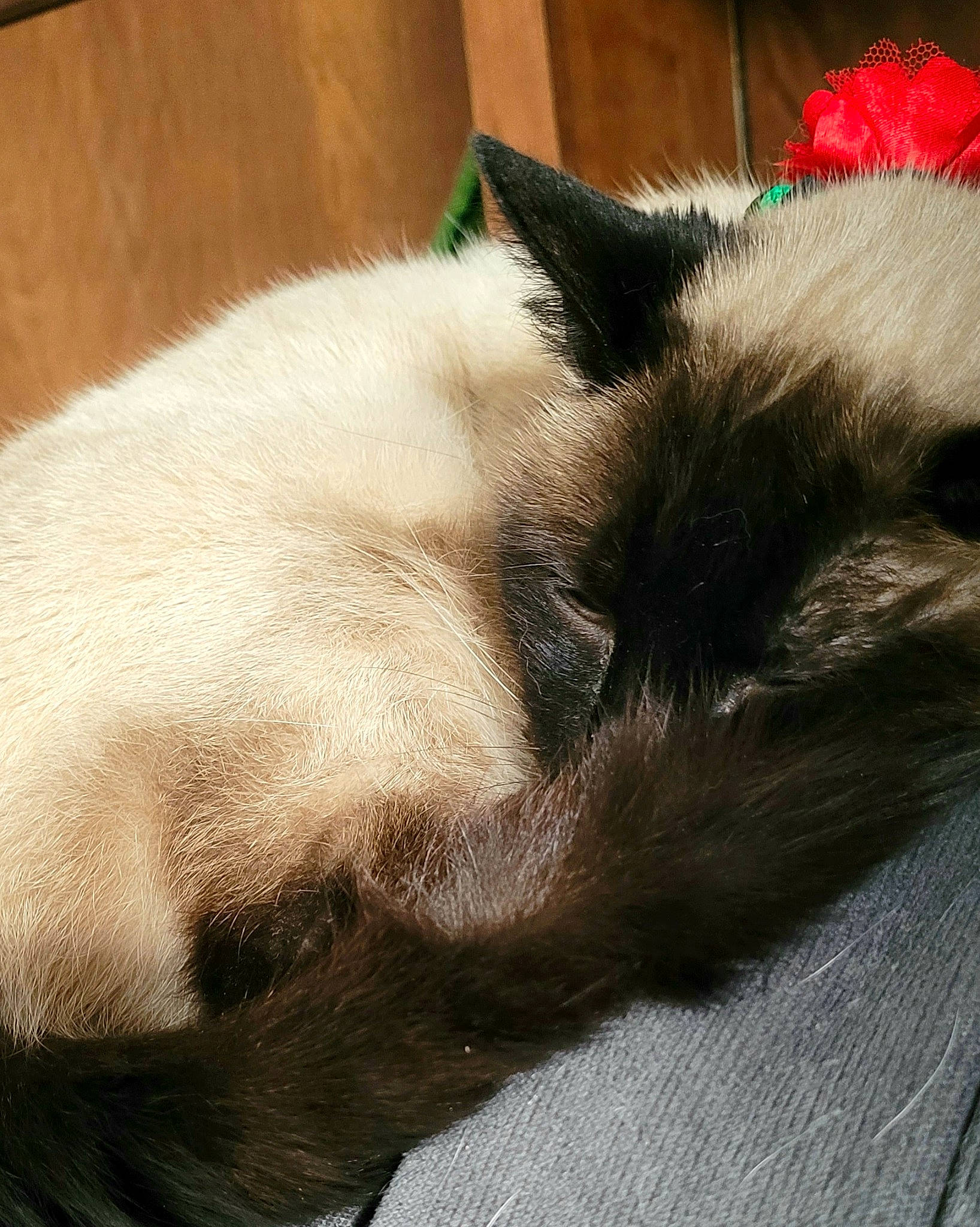 Daisy joined the competition — help win amazing prizes! black_cat, carnivore, cat, claw, comfort, domestic_short_haired_cat, felidae, fur, nap, paw, siamese, sleep, small_to_medium_sized_cats, tail, thai, whiskers