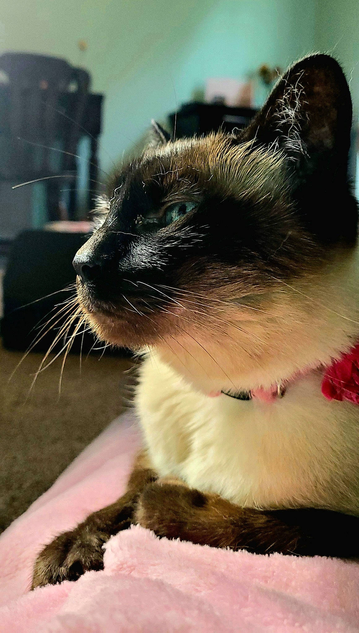 Daisy joined the competition — help win amazing prizes! carnivore, cat, cat_supply, collar, domestic_short_haired_cat, fawn, felidae, fur, grass, happy, mammal, paw, pet_supply, plant, small_to_medium_sized_cats, snout, tail, terrestrial_animal, whiskers, wildlife