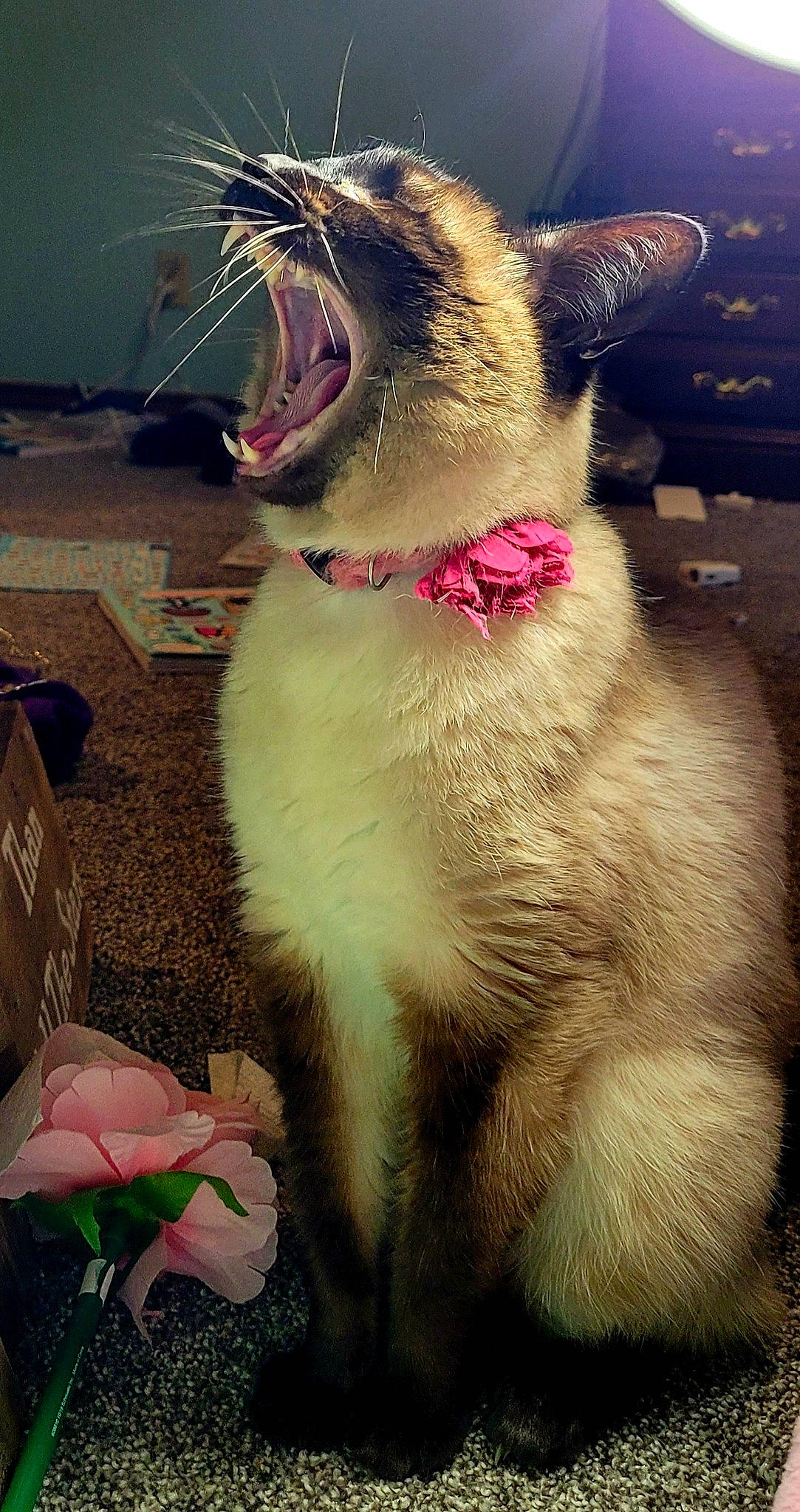 Daisy joined the competition — help win amazing prizes! carnivore, cat, collar, fang, fawn, felidae, fur, gesture, happy, jaw, paw, pink, small_to_medium_sized_cats, smile, snapshot, snout, tail, terrestrial_animal, whiskers, yawn