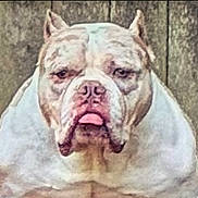 Frank joined the competition — help win amazing prizes! bulldog, close_up, cropped_ears, dog, domestic_animal, expression, face, heavyset, mastiff, muscular, outdoor, pet, portrait, short_muzzle, snout, stare, tongue_out, white_coat, wooden_fence, wrinkled_face