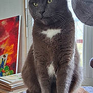 Gribouille participe au concours pour gagner de l'argent avec cette photo : cat, gray_cat, white_patch, sitting, indoor, window, curtains, books, artwork, mat, feline, pet, cozy, home, portrait, whiskers, fur, animal, domestic_cat, relaxed