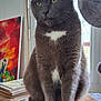 cat, gray_cat, white_patch, sitting, indoor, window, curtains, books, artwork, mat, feline, pet, cozy, home, portrait, whiskers, fur, animal, domestic_cat, relaxed