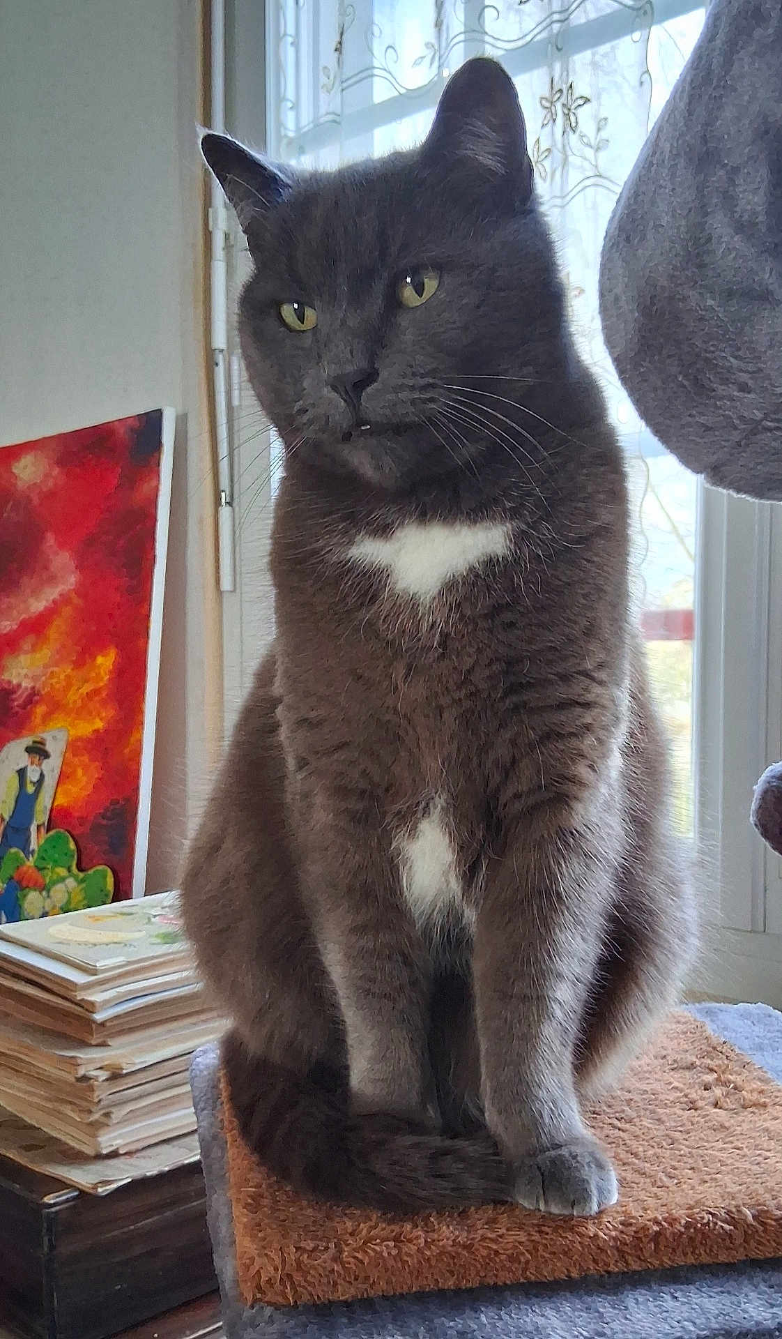 Gribouille participe au concours pour gagner de l'argent avec cette photo : cat, gray_cat, white_patch, sitting, indoor, window, curtains, books, artwork, mat, feline, pet, cozy, home, portrait, whiskers, fur, animal, domestic_cat, relaxed
