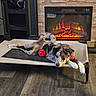 dog, puppy, pet, animal, lying_down, relaxed, playful, black_white_fur, merle_coat, blue_eyes, brown_eyes, floppy_ears, curled_tail, red_toy, ball, dog_bed, fireplace, living_room, wood_floor, home_decor