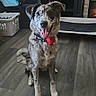 Runa is registered to the contest to win money with this photo: dog, puppy, speckled_coat, sitting, smiling, tongue_out, floppy_ears, collar, red_tag, pet, indoor, living_room, wood_floor, fireplace, laundry_basket, window, flowers, portrait, happy, home