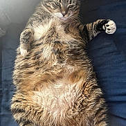 Little Man is registered to the contest to win money with this photo: animal, cat, closeup, cozy, cute, domestic, feline, fluffy, fur, indoor, lying_down, paws, pet, portrait, relaxed, resting, sleepy, soft_light, tabby, whiskers