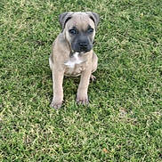 Alani is registered to the contest to win money with this photo: adorable, animal, background, canine, companion, cute, dog, ears, eyes, fur, grass, green, mammal, nature, outdoor, pet, playful, puppy, sitting, young