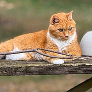 Pumpkin is registered to the contest to win money with this photo: cat, ginger_cat, white_paws, wooden_bench, sticks, outdoor, nature, animal, pet, relaxed, fur, whiskers, green_eyes, focus, daylight, closeup, resting, mammal, cute, quiet