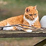 cat, ginger_cat, white_paws, wooden_bench, sticks, outdoor, nature, animal, pet, relaxed, fur, whiskers, green_eyes, focus, daylight, closeup, resting, mammal, cute, quiet