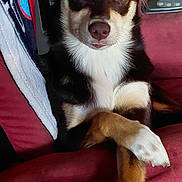 Babygirl is registered to the contest to win money with this photo: dog, canine, pet, fur, paws, crossed_paws, couch, red_couch, indoor, animal, brown_fur, white_fur, black_fur, ears, eyes, nose, relaxed, sitting, portrait, home