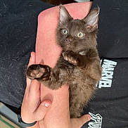 Baker joined the competition — help win amazing prizes! kitten, cat, black_cat, pet, animal, cute, furry, indoor, person, arms, holding, marvel_tshirt, spiderman, curious, green_eyes, paws, fur, feline, home, cozy