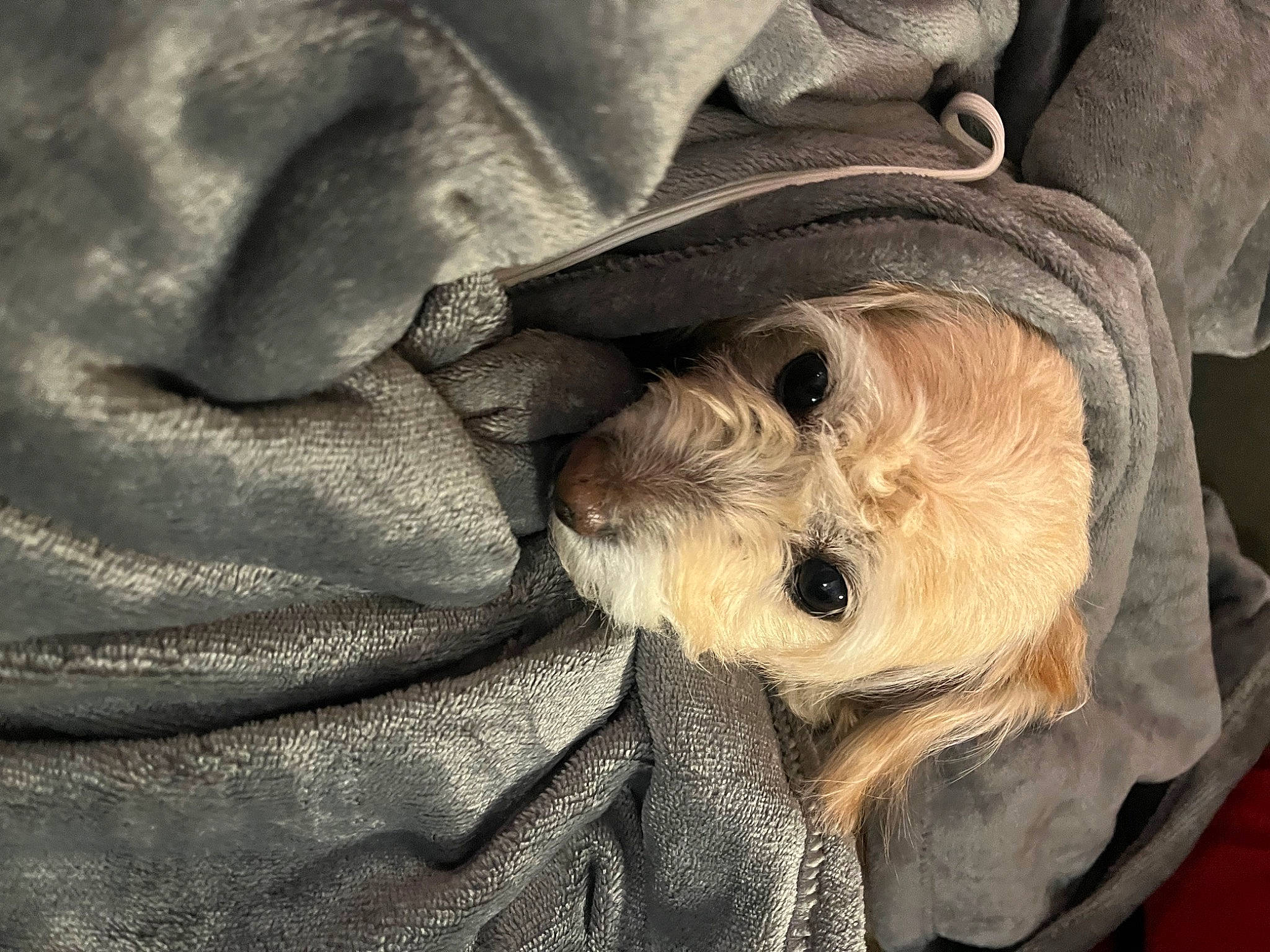 Rosie joined the competition — help win amazing prizes! canidae, carnivore, comfort, companion_dog, dog, dog_breed, fawn, felidae, fur, gesture, grey, hat, linens, pattern, paw, snout, sporting_group, toy_dog, whiskers, wrinkle