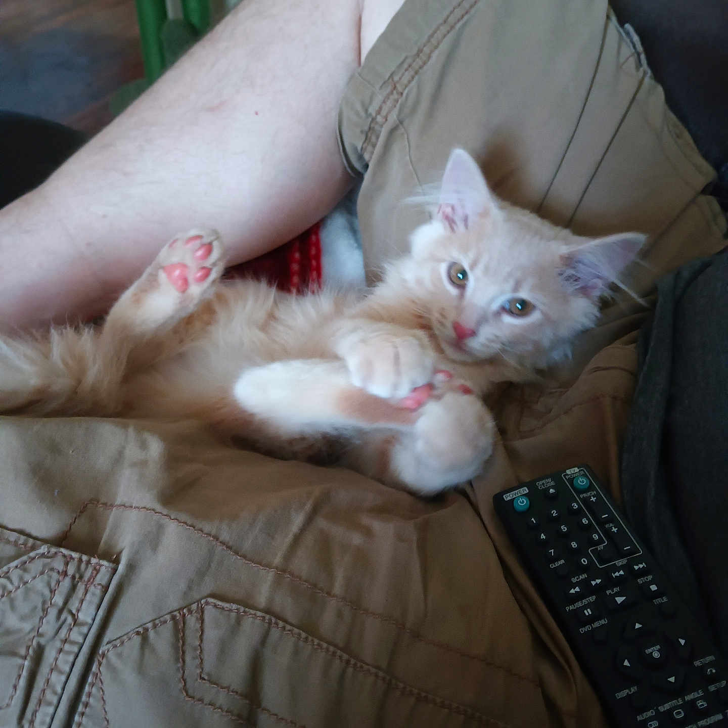 Harley David joined the competition — help win amazing prizes! abyssinian, animal, baby, bodypart, cat, chair, computer, computerhardware, computerkeyboard, couch, electronics, finger, furniture, hardware, kitten, manx, person, pet, remotecontrol, siamese