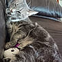 animal, cat, couch, cute, domestic, feline, furniture, gray_cat, grooming, indoor, leather, living_room, paw, pet, plush_toy, relaxed, resting, tabby, tray_table, wooden_table