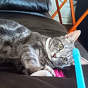 Thumper is registered to the contest to win money with this photo: cat, gray_tabby, leather_couch, toy, blue_stick, collar, indoor, living_room, furniture, table, household_items, pet, animal, curious, relaxed, closeup, focus, whiskers, ears, playful