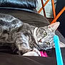 cat, gray_tabby, leather_couch, toy, blue_stick, collar, indoor, living_room, furniture, table, household_items, pet, animal, curious, relaxed, closeup, focus, whiskers, ears, playful