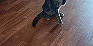 Thumper is registered to the contest to win money with this photo: cat, tabby, toy, feather, playful, living_room, wooden_floor, leather_couch, hand, pet, indoor, curious, feline, pounce, collar, floor, home, animal, domestic, fun