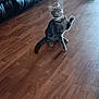 cat, tabby, toy, feather, playful, living_room, wooden_floor, leather_couch, hand, pet, indoor, curious, feline, pounce, collar, floor, home, animal, domestic, fun