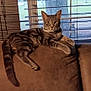 Thumper is registered to the contest to win money with this photo: cat, tabby_cat, couch, window, blinds, indoor, pet, feline, relaxed, brown, fur, animal, home, looking, resting, domestic_cat, green, tree, daylight, house