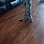 Thumper joined the competition — help win amazing prizes! cat, playing, feather_toy, hand, leather_couch, wooden_floor, living_room, furniture, pet, domestic_animal, indoor, motion_blur, toy, person_hand, playful, animal, fur, tabby_cat, home, flooring