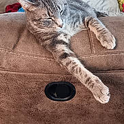 Prince Thumper joined the competition — help win amazing prizes! basketball, brown, cat, clothes, couch, cozy, fur, furniture, gray, home, indoor, laundry_basket, leather, living_room, paw, pet, pillow, relaxing, resting, tabby