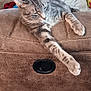 basketball, brown, cat, clothes, couch, cozy, fur, furniture, gray, home, indoor, laundry_basket, leather, living_room, paw, pet, pillow, relaxing, resting, tabby