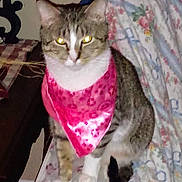 Doodlebug joined the competition — help win amazing prizes! cat, tabby_cat, pink_bandana, glowing_eyes, floral_couch, indoor, pet, animal, feline, sitting, furniture, domestic_cat, cute, household, cozy, fabric, patterned, fur, whiskers, tail