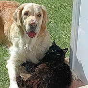 Tina a rejoint le concours — aidez-le/la à gagner de superbes lots ! dog, cat, golden_retriever, black_cat, grass, outdoor, pet, animal, sunlight, door, window, fur, tongue, relaxing, friendship, cozy, companion, looking, greenery, daytime