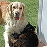 dog, cat, golden_retriever, black_cat, grass, outdoor, pet, animal, sunlight, door, window, fur, tongue, relaxing, friendship, cozy, companion, looking, greenery, daytime