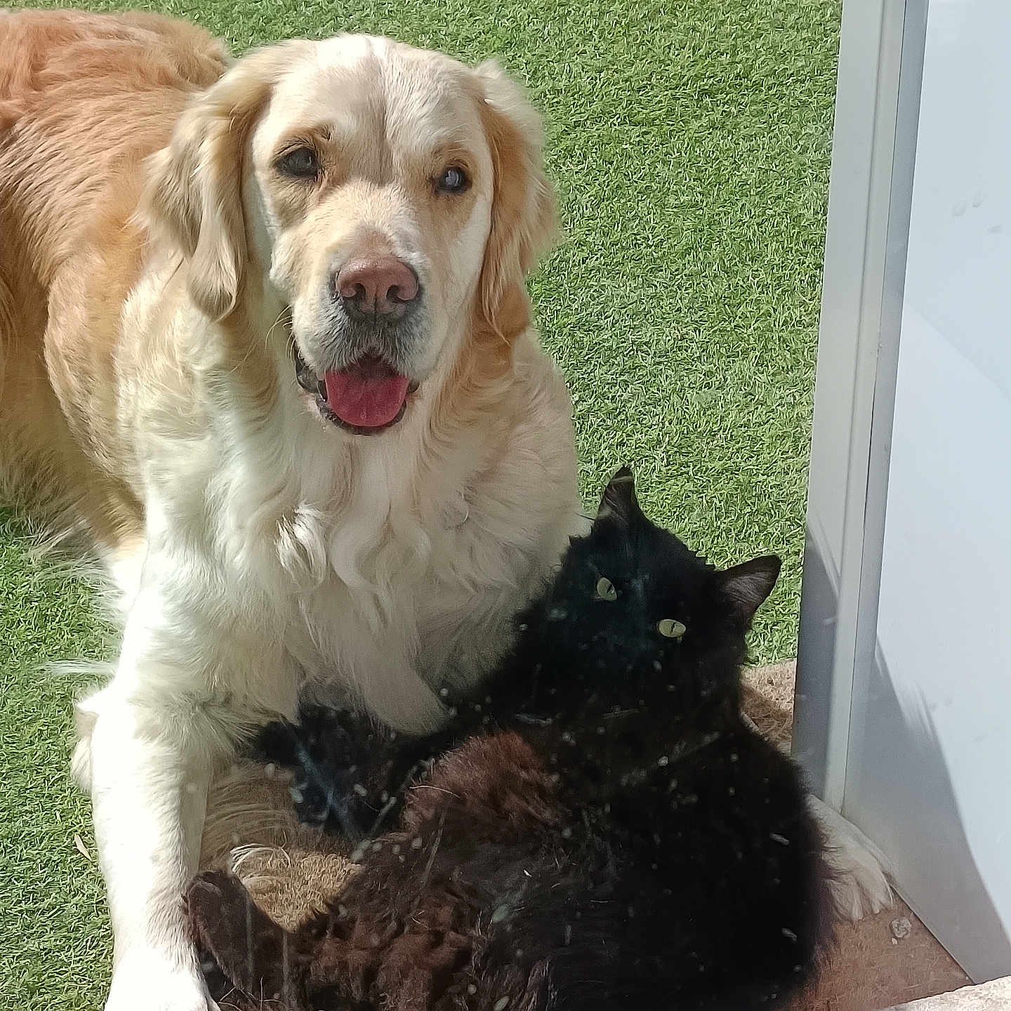 Tina a rejoint le concours — aidez-le/la à gagner de superbes lots ! dog, cat, golden_retriever, black_cat, grass, outdoor, pet, animal, sunlight, door, window, fur, tongue, relaxing, friendship, cozy, companion, looking, greenery, daytime