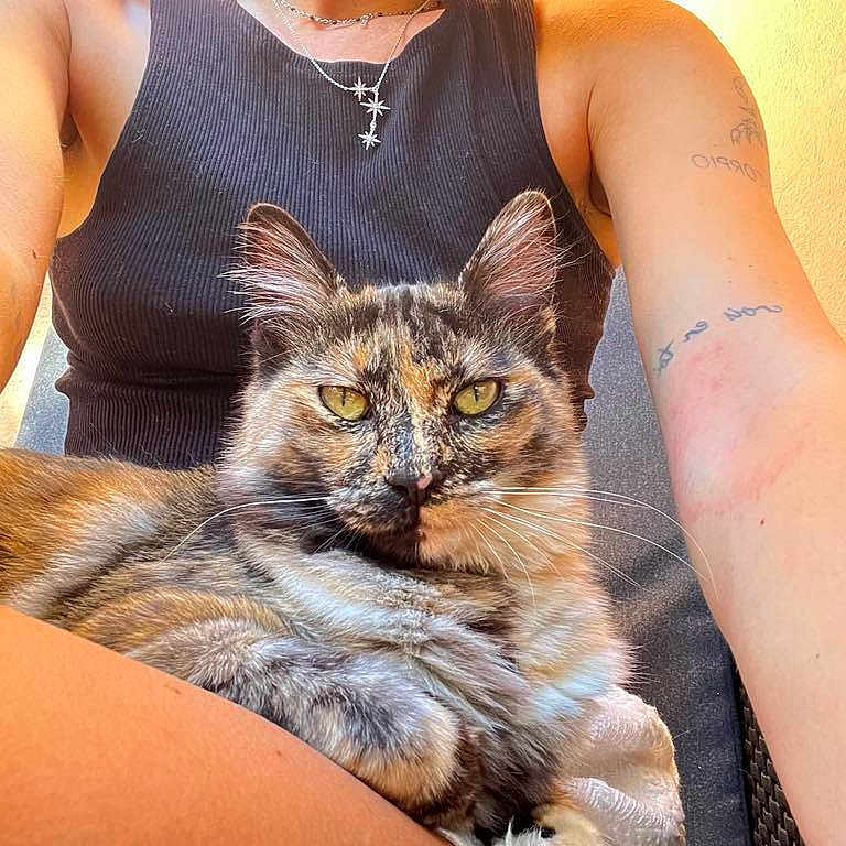 Perle participe au concours pour gagner de l'argent avec cette photo : accessories, animal, arm, bodypart, cat, couch, face, head, jewelry, kitten, manx, necklace, person, pet, photography, portrait, shoulder, skin, tattoo, wristwatch
