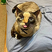Abby joined the competition — help win amazing prizes! animal, bed, blue_eyes, cat, closeup, collar, cozy, cute, domestic, feline, fur, indoor, looking_up, pet, playful, resting, sheet, siamese, tongue_out, whiskers