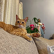 Pumpkin Pie joined the competition — help win amazing prizes! animal, cat, couch, cozy, curious, decor, ears, eyes, furniture, home, indoor, living_room, orange_tabby, paw, pet, plant, relaxed, statue, teddy_bear, whiskers