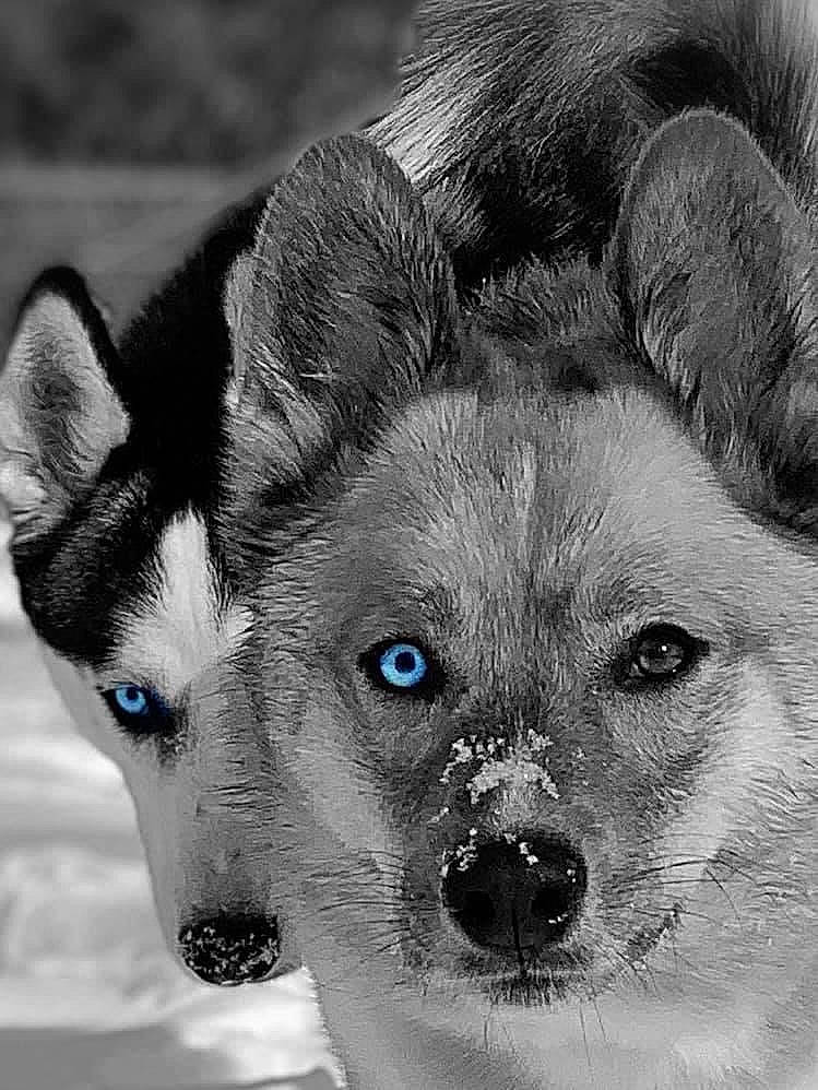 Bear And Kitty joined the competition — help win amazing prizes! art, canidae, canis, carnivore, close_up, companion_dog, dog, dog_breed, eyelash, fawn, fur, monochrome, monochrome_photography, snout, sporting_group, terrestrial_animal, whiskers, white, wolf, working_animal