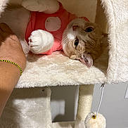 Sophie is registered to the contest to win money with this photo: cat, cat_tree, pink_shirt, hand, fluffy, indoor, pet, cozy, cute, playful, feline, resting, carpet, toy_ball, scratching_post, white, brown, fur, animal, domestic