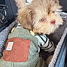 dog, puppy, pet_clothing, corduroy, overalls, striped_shirt, car_seat, vehicle_interior, furry, cute, looking_back, small_dog, fluffy, cozy, travel, seatbelt, window, headrest, tail, fur