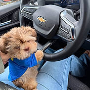 Teddy joined the competition — help win amazing prizes! puppy, dog, blue_shirt, steering_wheel, car_interior, chevrolet, lap, jeans, hand, seat, dashboard, instrument_panel, window, door, casual_wear, pet, cute, fluffy, small_dog, indoor