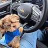 puppy, dog, blue_shirt, steering_wheel, car_interior, chevrolet, lap, jeans, hand, seat, dashboard, instrument_panel, window, door, casual_wear, pet, cute, fluffy, small_dog, indoor