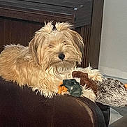 Pelos is registered to the contest to win money with this photo: dog, plush_toy, couch, leather, indoor, furniture, piano, brown, light_brown, pet, fluffy, toy, relaxed, living_room, animal, hair_tuft, comfort, domestic, cute, resting