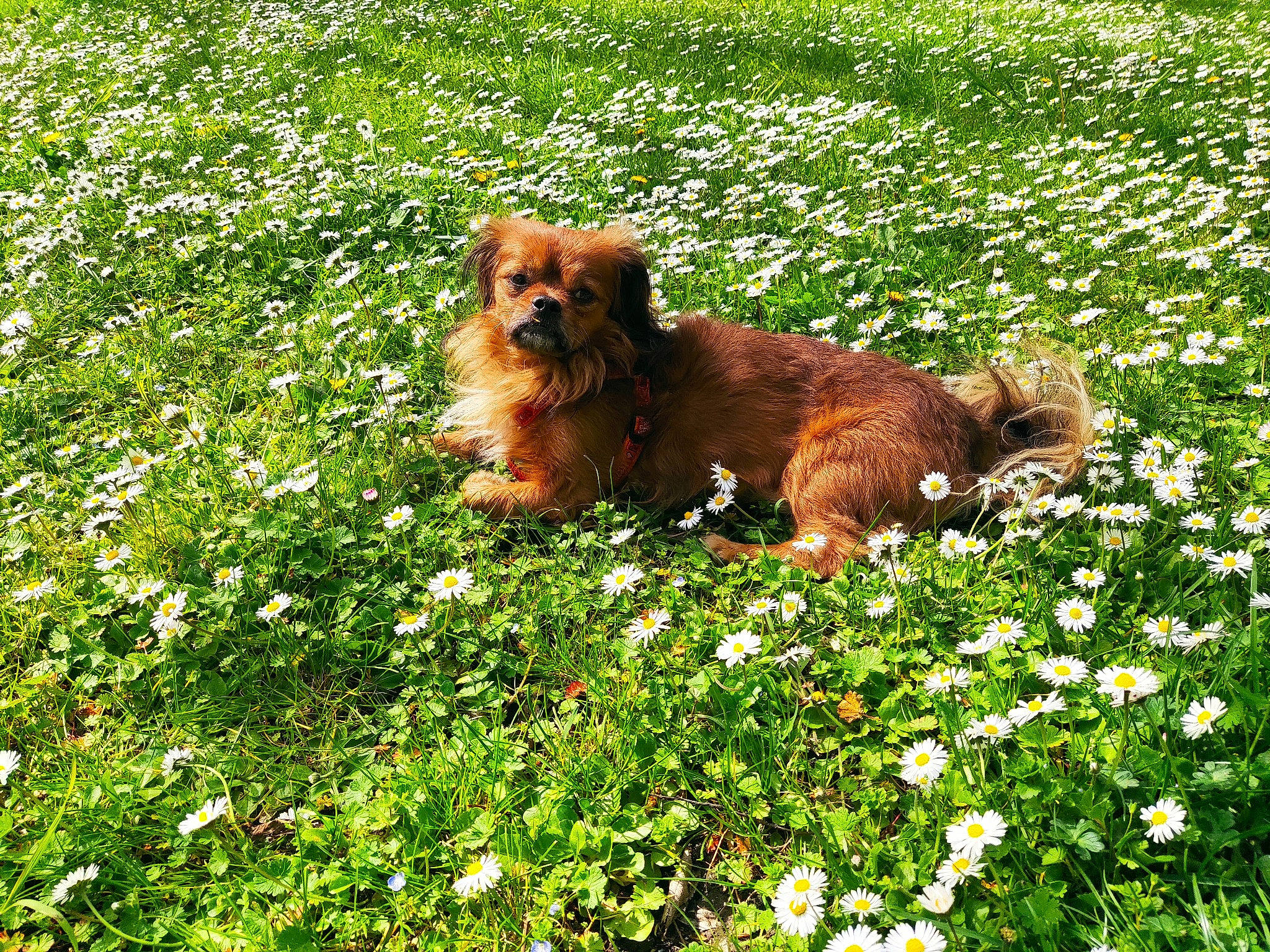 Monky participe au concours pour gagner de l'argent avec cette photo : carnivore, companion_dog, dog, dog_breed, fawn, flower, grass, grassland, green, groundcover, herbaceous_plant, lawn, liver, meadow, natural_landscape, people_in_nature, plant, shrub, sporting_group, water_dog