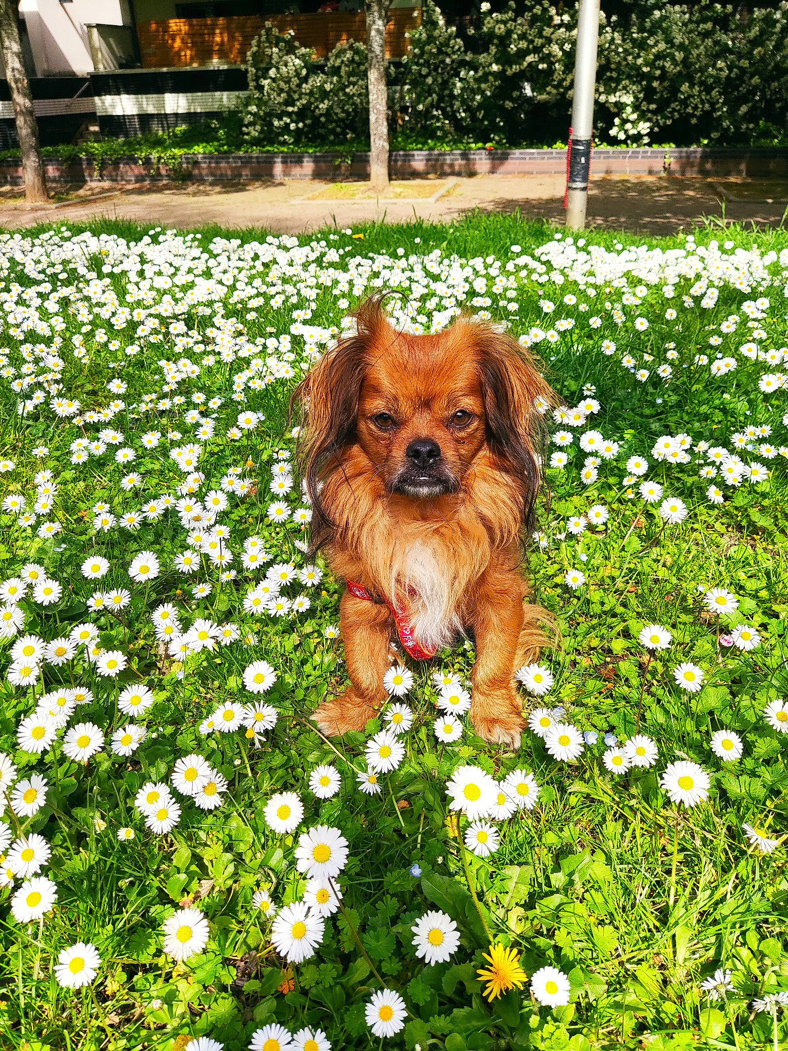 Monky participe au concours pour gagner de l'argent avec cette photo : annual_plant, camomile, carnivore, companion_dog, dog, dog_breed, flower, flowering_plant, garden, grass, green, groundcover, lawn, liver, meadow, people_in_nature, petal, plant, shrub, working_animal