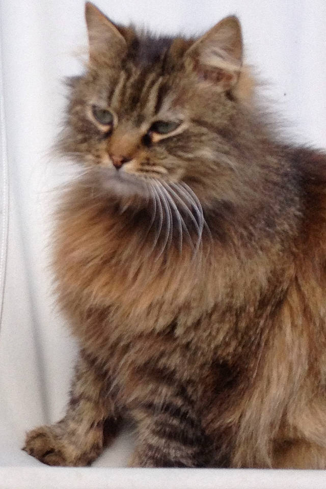 Atchoum a rejoint le concours — aidez-le/la à gagner de superbes lots ! box, british_longhair, carnivore, cat, claw, domestic_short_haired_cat, eye, fawn, felidae, fur, hair, maine_coon, norwegian_forest_cat, paw, siberian, small_to_medium_sized_cats, snout, terrestrial_animal, whiskers, wildlife