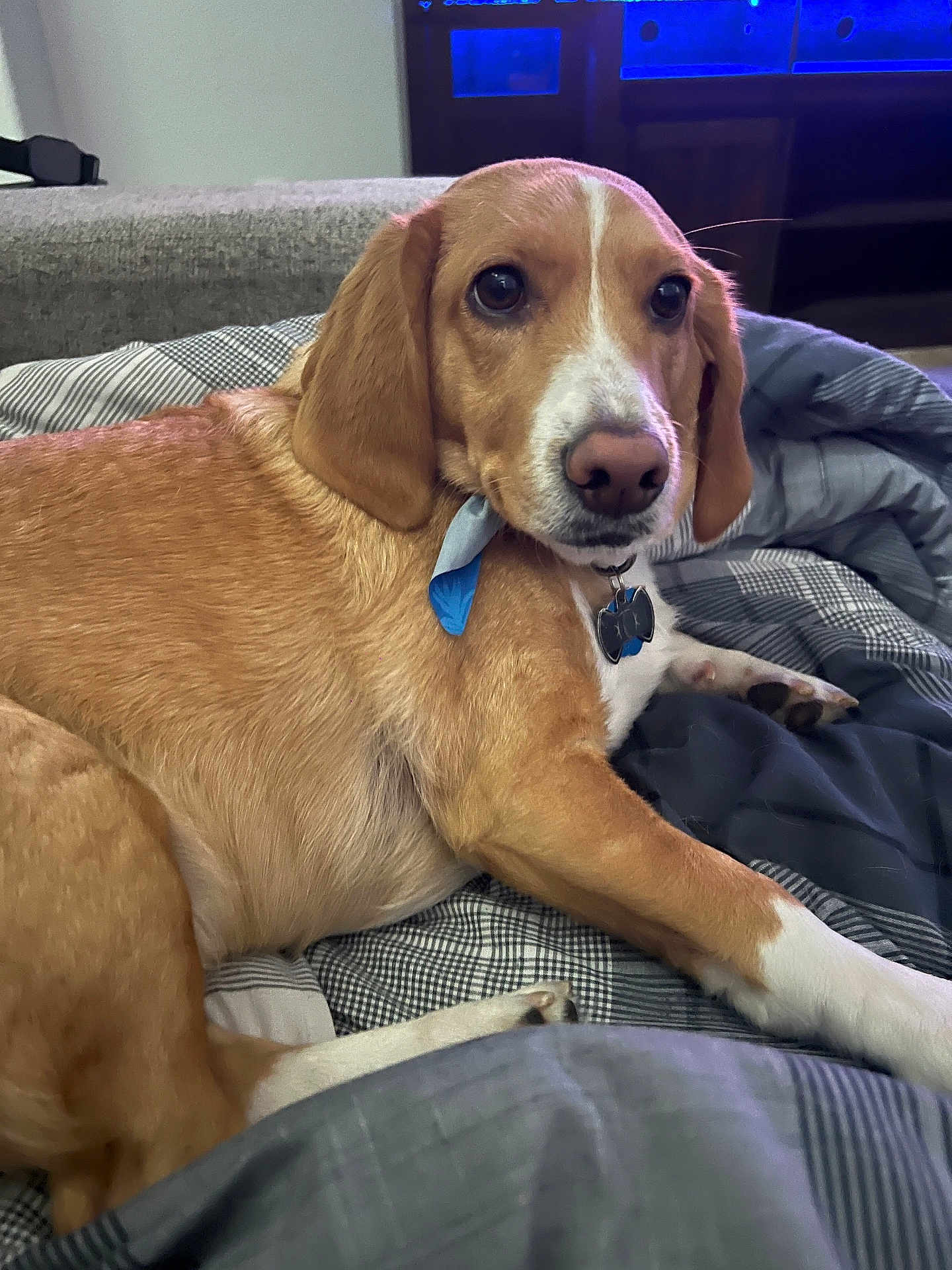 Professor Biscuit is registered to the contest to win money with this photo: dog, pet, indoor, bed, blanket, brown_fur, white_markings, collar, tag, resting, canine, looking, cute, animal, fur, paw, comfort, furniture, relaxed, portrait