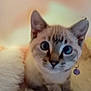 abyssinian, animal, cat, kitten, manx, pet, siamese