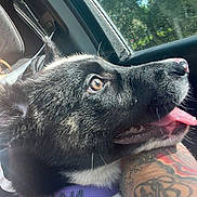 Nala joined the competition — help win amazing prizes! accessories, animal, bodypart, canine, cat, dog, face, head, husky, labradorretriever, leash, mouth, person, pet, photography, portrait, puppy, skin, strap, tattoo