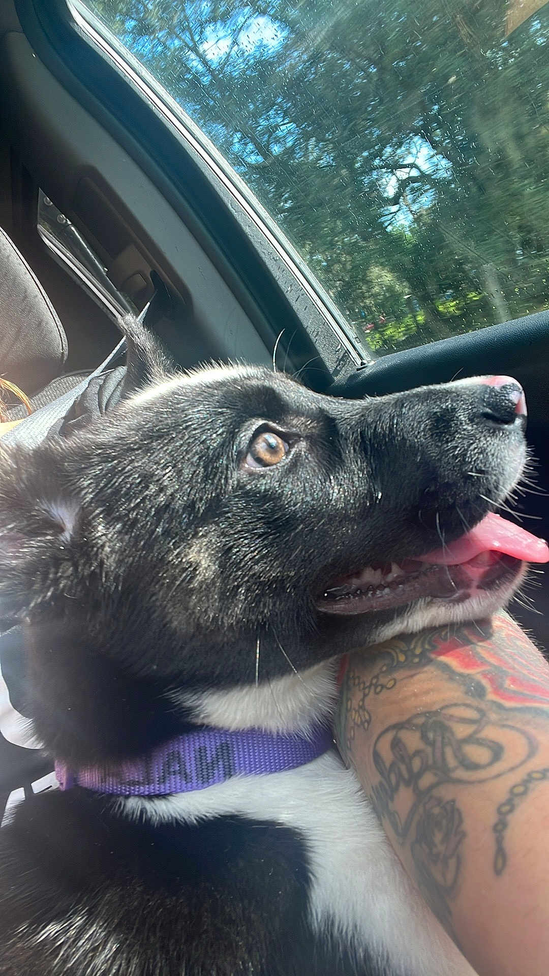 Nala joined the competition — help win amazing prizes! accessories, animal, bodypart, canine, cat, dog, face, head, husky, labradorretriever, leash, mouth, person, pet, photography, portrait, puppy, skin, strap, tattoo