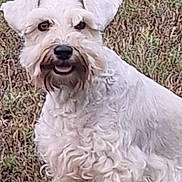 Bama joined the competition — help win amazing prizes! dog, white_dog, curly_fur, pet, grass, outdoor, animal, canine, sitting, friendly, ears, nose, mouth, fur, nature, happy, closeup, portrait, daylight, companion
